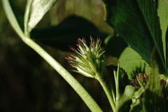 Trifolium angulatum