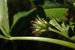 Trifolium angulatum