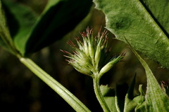 Trifolium angulatum