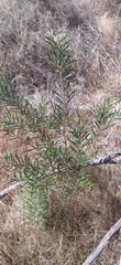 Melaleuca linearis linearis