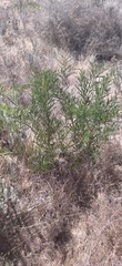 Melaleuca linearis linearis