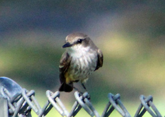 Pyrocephalus rubinus