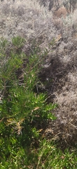 Melaleuca linearis linearis