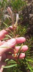 Melaleuca linearis linearis