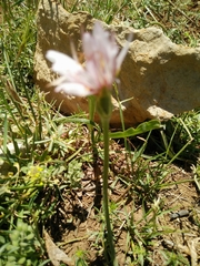 Pseudopodospermum phaeopappum