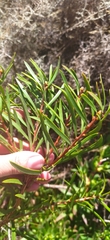 Melaleuca linearis linearis