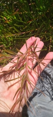 Melaleuca linearis linearis