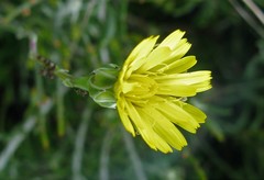 Reichardia picroides