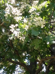 Eriolobus trilobatus