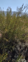Melaleuca parvistaminea