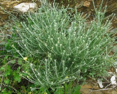 Reichardia picroides