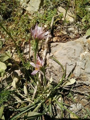 Pseudopodospermum phaeopappum