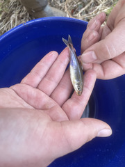 Pimephales notatus