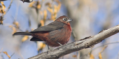 Red Pileated Finch photo 3