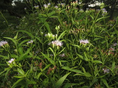 Chromolaena christieana