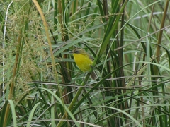 Pseudocolopteryx sclateri