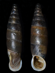 Carinigera lophauchena