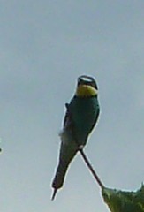 Merops apiaster