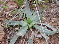 Plantago serraria
