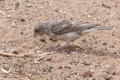 Crithagra leucopygia