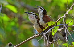 Giant Wren photo 3
