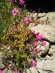 Silene damascena