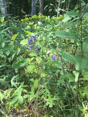 Delphinium exaltatum