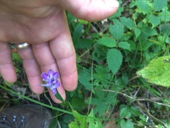 Delphinium exaltatum