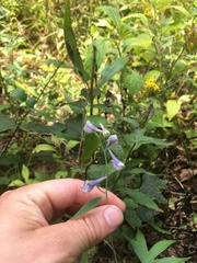 Delphinium exaltatum