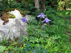 Aquilegia nigricans