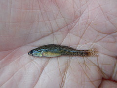 Etheostoma gracile