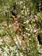 Anarrhinum forskaohlii