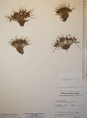 Cyperus subsquarrosus