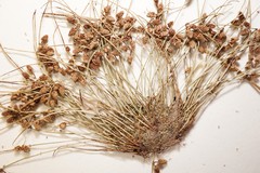Cyperus subsquarrosus