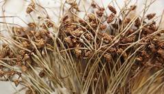 Cyperus subsquarrosus