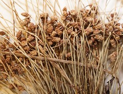 Cyperus subsquarrosus