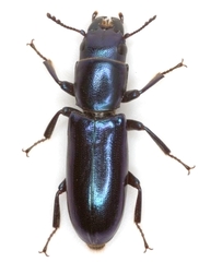 Temnoscheila acuta