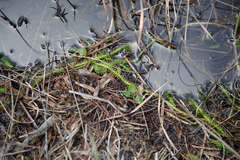 Lycopodiella appressa