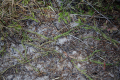 Lycopodiella appressa