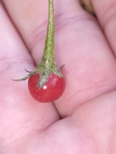 Solanum parvifolium ssp. tropicum