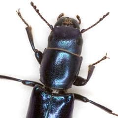 Temnoscheila acuta