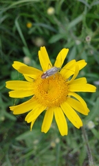 Closterotomus putoni