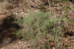 Conradina canescens image