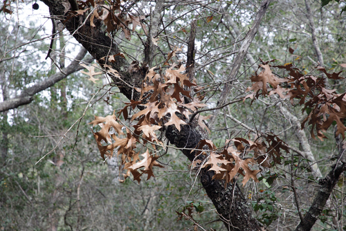 Quercus laevis image