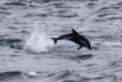 Hourglass dolphin leaping clear of the water, black with white flank patches