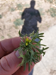 Ceratocephala testiculata