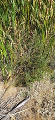 Melaleuca parvistaminea