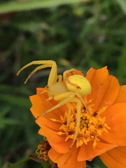 Misumenops callinurus