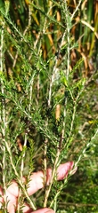 Melaleuca parvistaminea