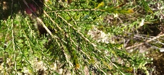 Melaleuca parvistaminea
